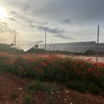 Solar imaginaries: territorial enclosures and renewable energy politics in Puglia